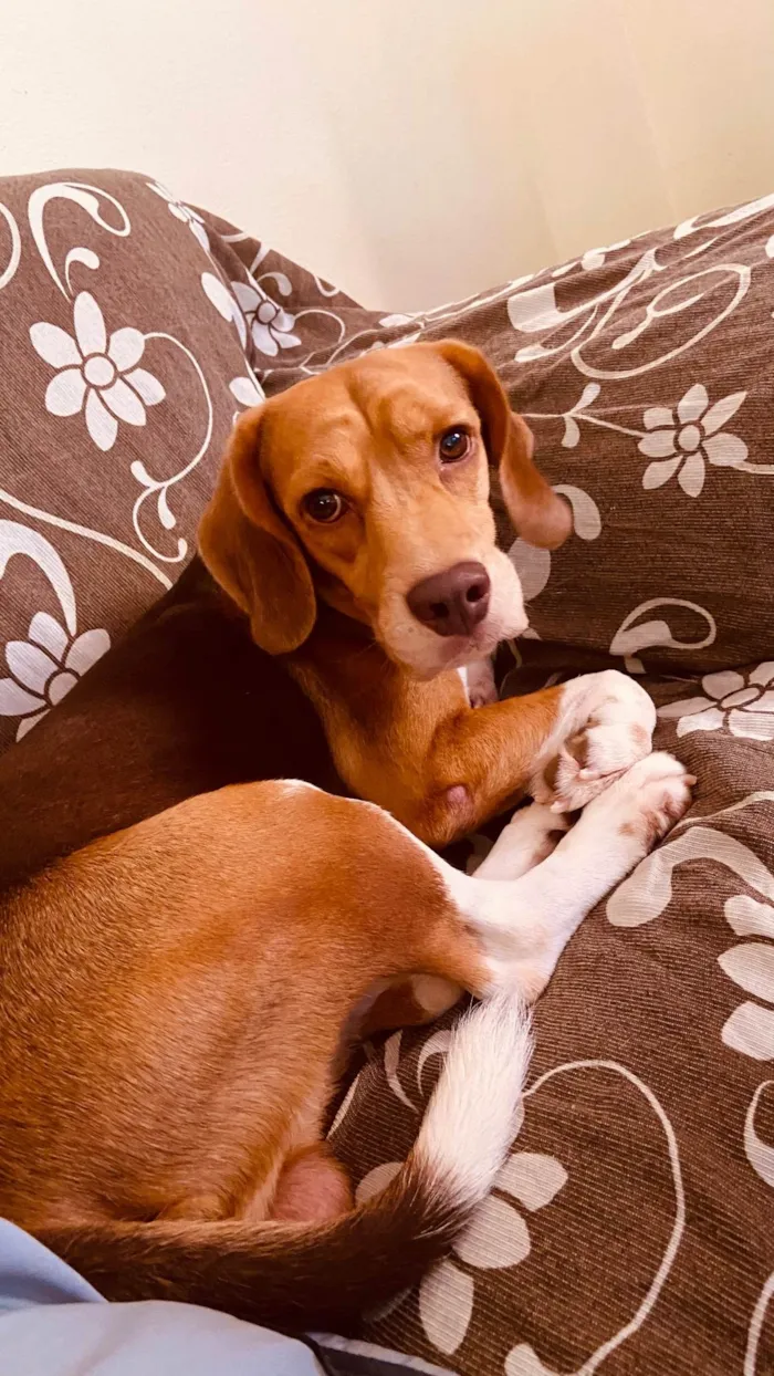 Cachorro ra a Beagle idade 6 ou mais anos nome Luck