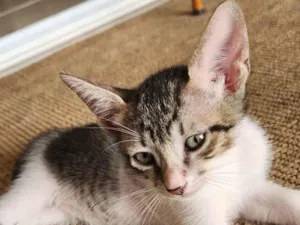 Gato raça SRD-ViraLata idade Abaixo de 2 meses nome Hashi