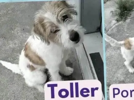 Cachorro ra a SRD-ViraLata idade 2 a 6 meses nome Toller