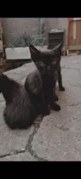 Gatos filhotes 