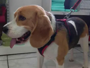 Cachorro raça Beagle idade 4 anos nome Koda