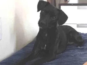 Cachorro raça SRD-ViraLata idade 7 a 11 meses nome Neguinho
