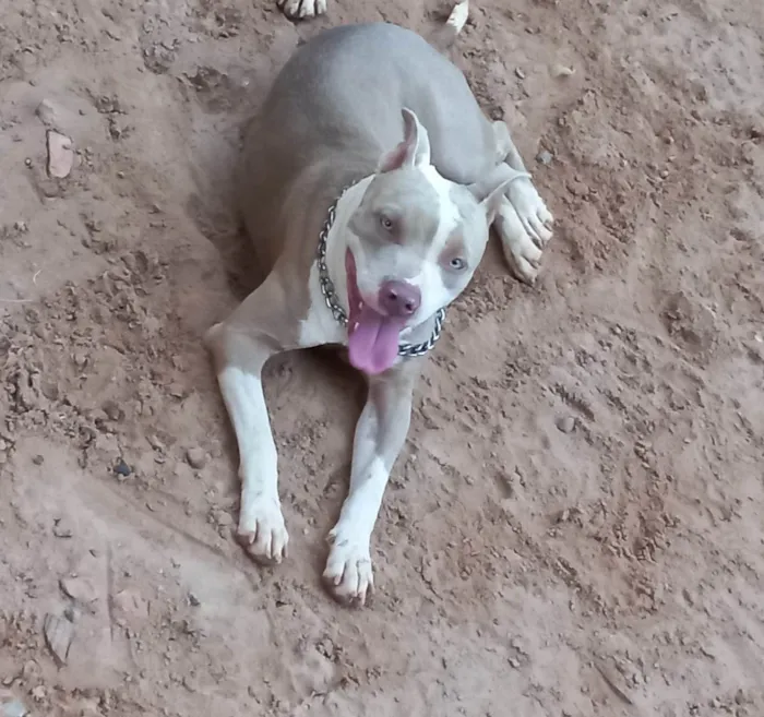 Cachorro ra a Pit bull  idade 2 anos nome Shakira