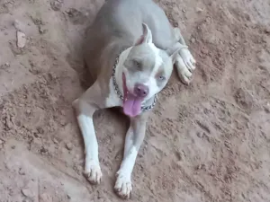 Cachorro raça Pit bull  idade 2 anos nome Shakira