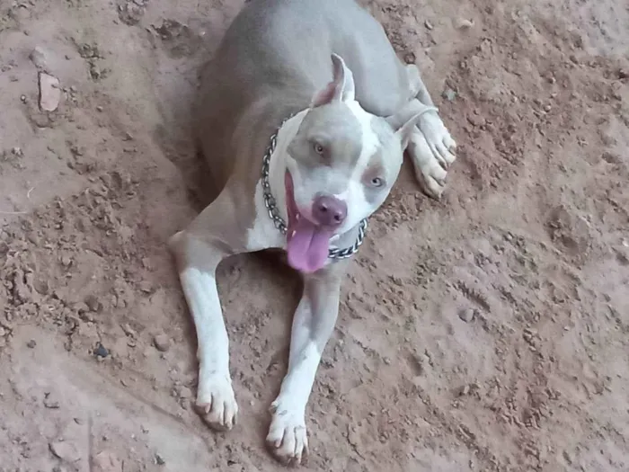 Cachorro ra a Pit bull  idade 2 anos nome Shakira