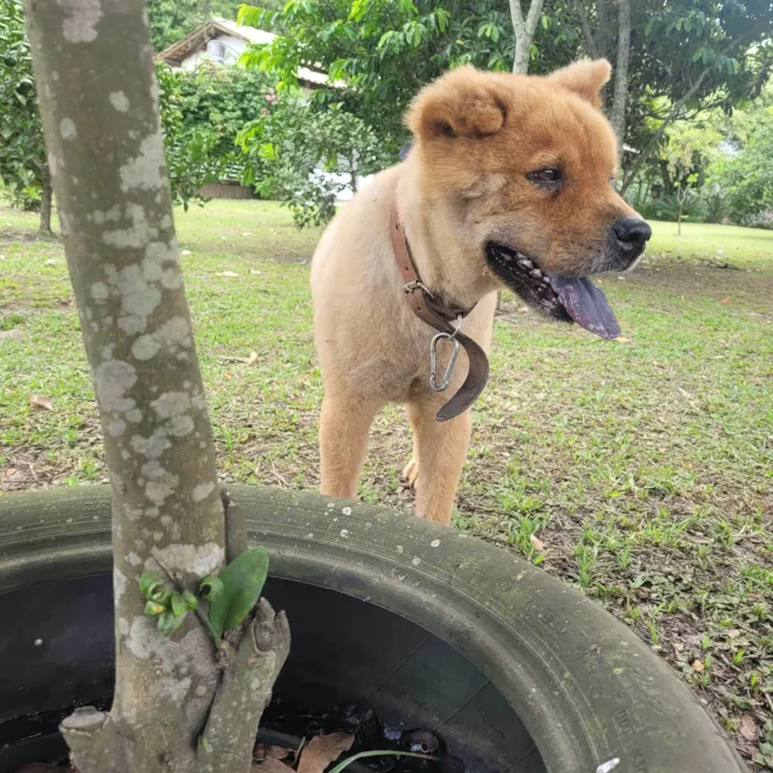 Cachorro ra a Chow Chow idade 4 anos nome Tufão 