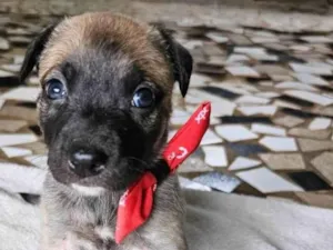 Cachorro raça SRD-ViraLata idade Abaixo de 2 meses nome Bento