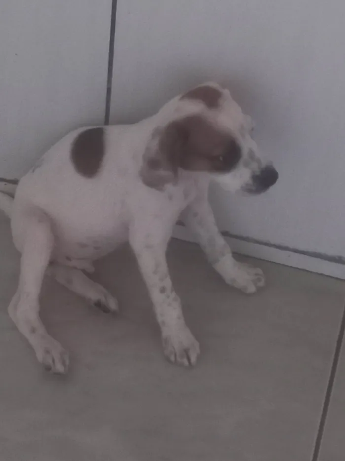 Cachorro ra a SRD-ViraLata idade 2 a 6 meses nome Fred e gabygold