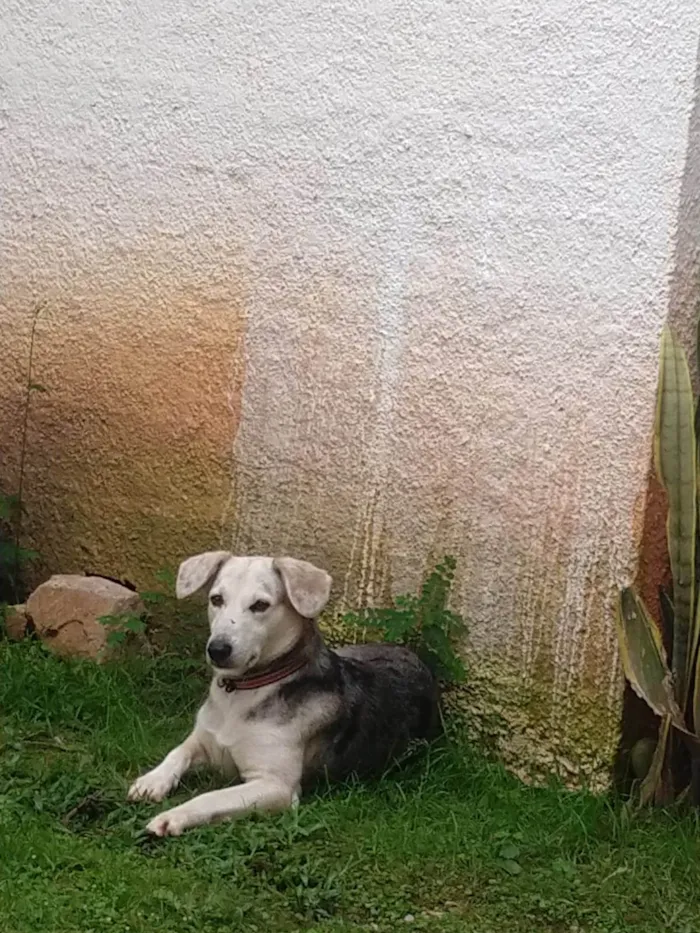 Cachorro ra a SRD-ViraLata idade 1 ano nome Nala