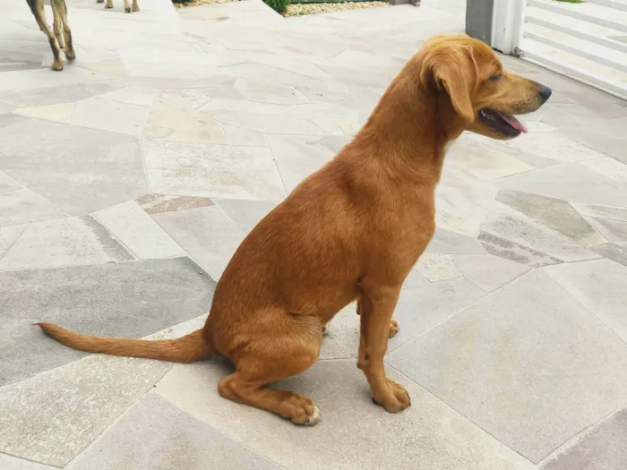 Cachorro ra a Labrador com vira lata  idade 2 a 6 meses nome Lalo, Belinha e paçoca 