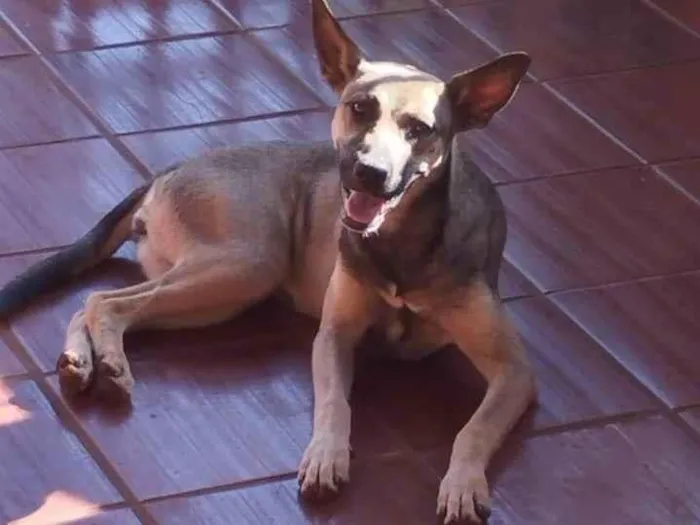 Cachorro ra a SRD-ViraLata idade 2 a 6 meses nome Zara