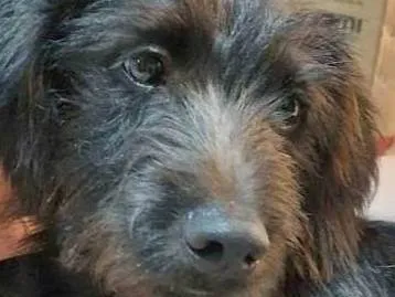 Cachorro ra a SRD-ViraLata idade 1 ano nome Juco