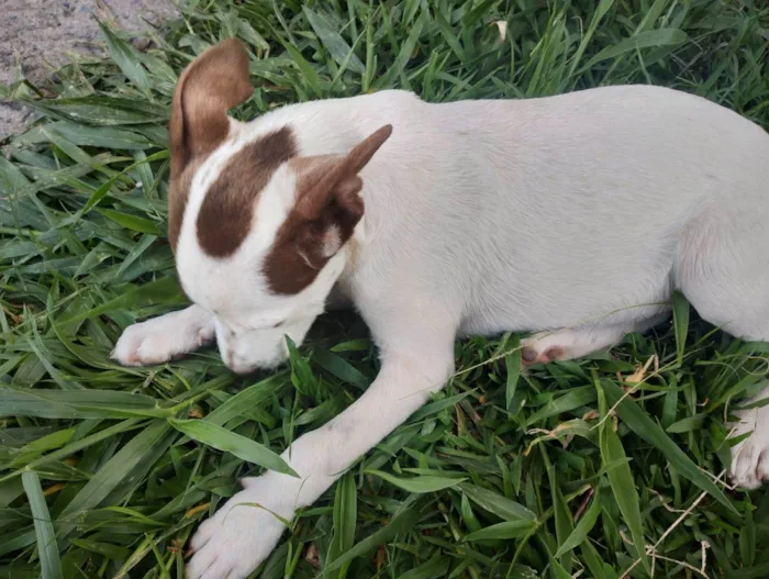 Cachorro ra a Vira lata idade 2 a 6 meses nome Kuba
