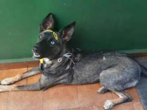 Cachorro raça SRD-ViraLata idade 1 ano nome Paçoca 
