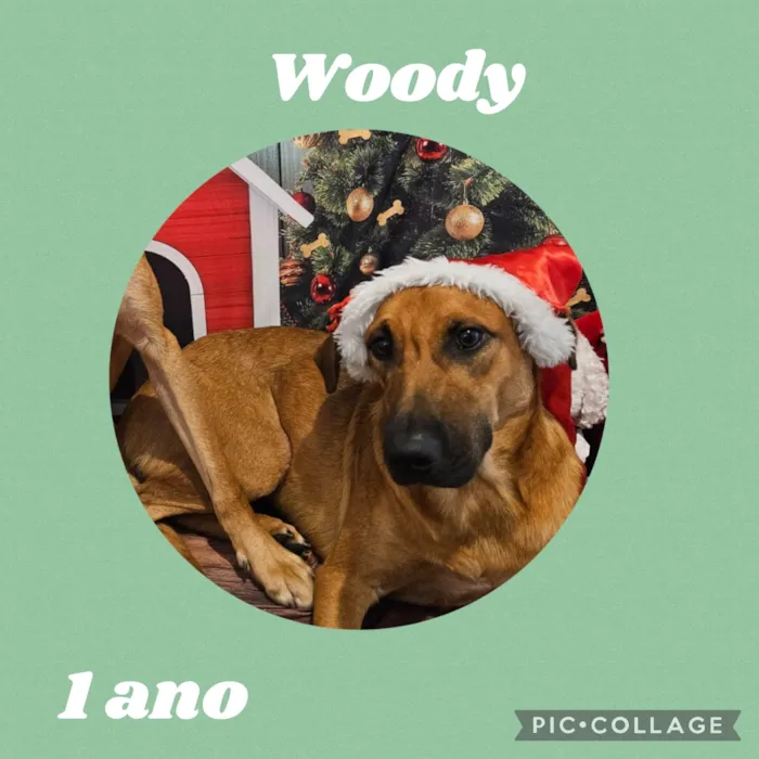 Cachorro ra a  idade 1 ano nome Woody
