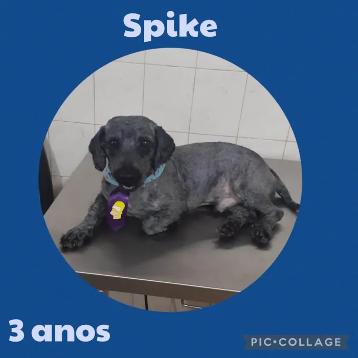 Cachorro ra a  idade 3 anos nome Spike