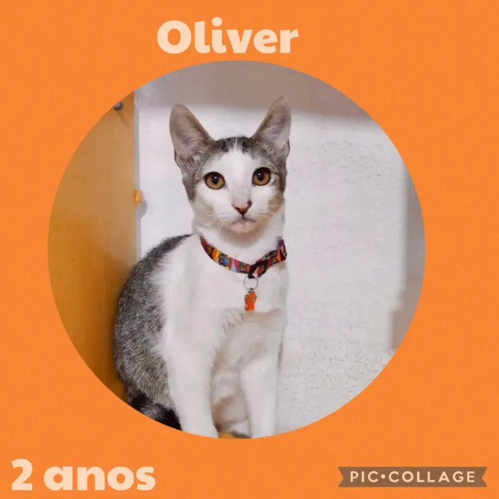 Gato ra a  idade 2 anos nome Oliver 