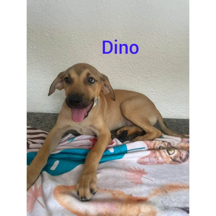 Cachorro ra a SRD-ViraLata idade 2 a 6 meses nome Dino