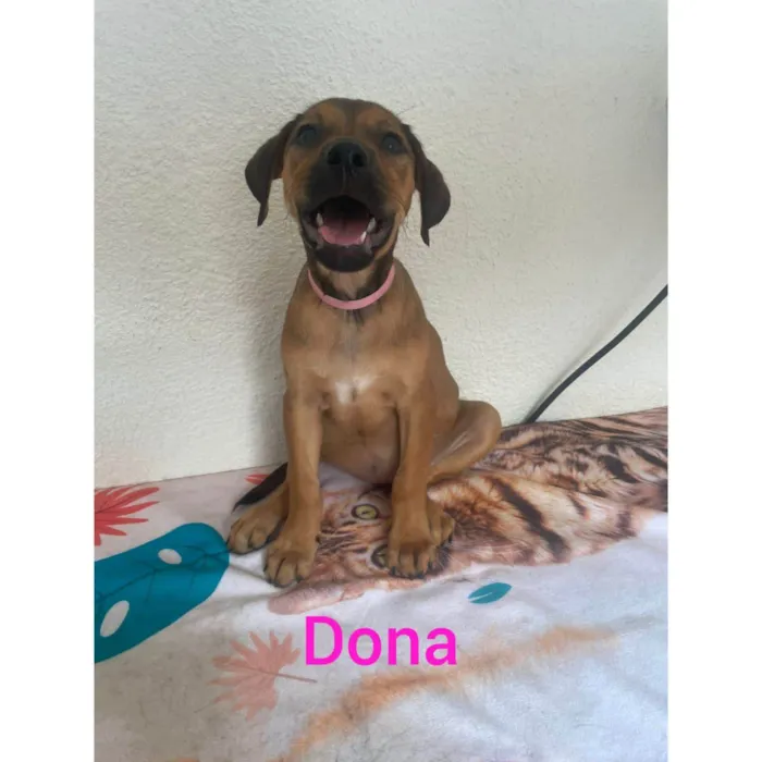Cachorro ra a SRD-ViraLata idade 2 a 6 meses nome Donna 