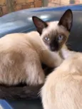 6 filhotes gatos para adoção