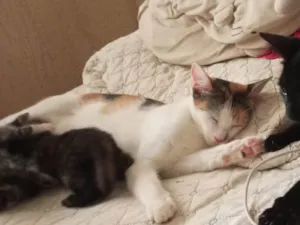 Gato raça SRD-ViraLata idade Abaixo de 2 meses nome Olga e seus filhotes
