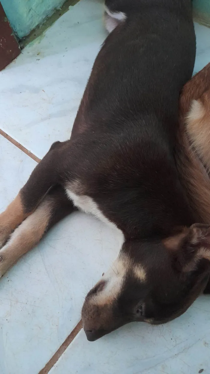 Cachorro ra a SRD-ViraLata idade 1 ano nome Perola e pretinha