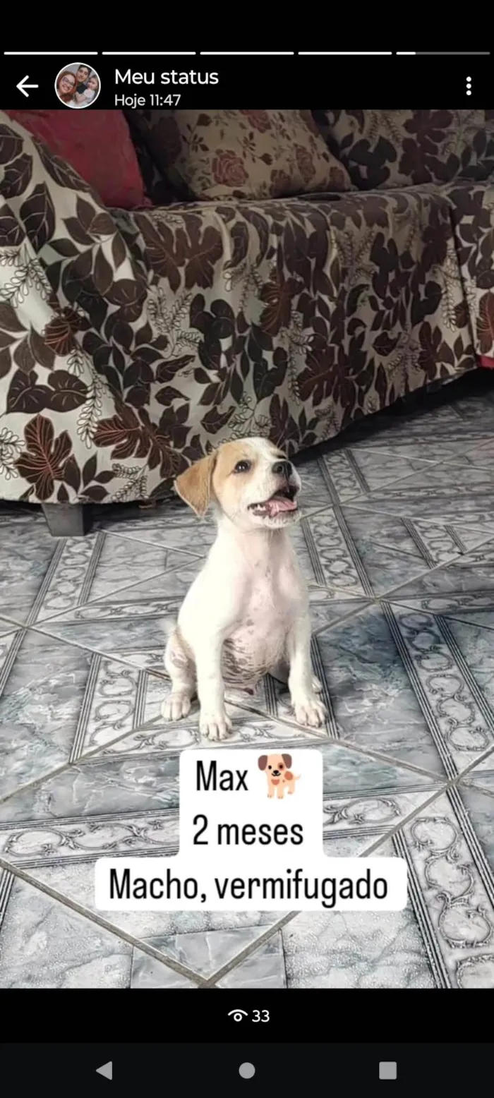 Cachorro ra a  idade 2 a 6 meses nome Max