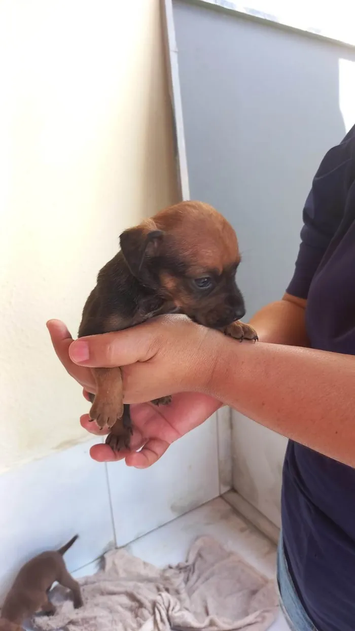 Cachorro ra a SRD-ViraLata idade Abaixo de 2 meses nome Dudu