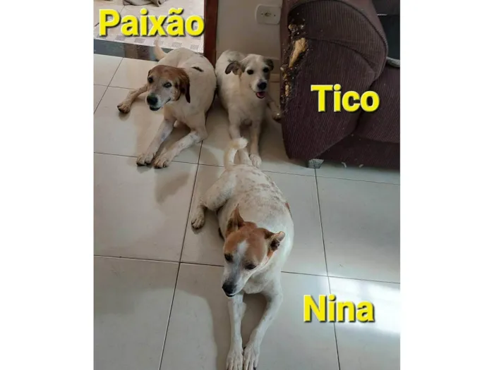 Cachorro ra a SRD-ViraLata idade 6 ou mais anos nome Paixão, Titico e Nina e Rajada