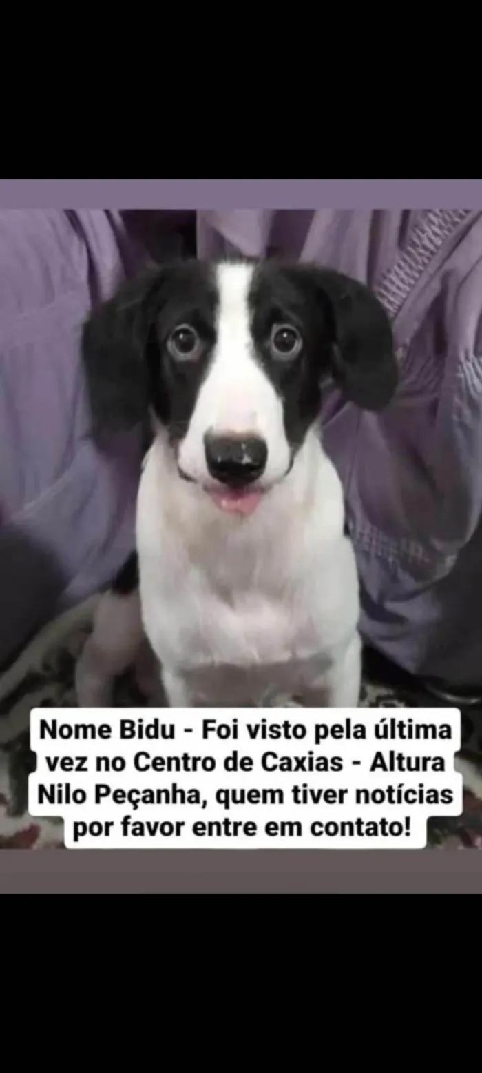 Cachorro ra a Vira lata misturado  idade 2 a 6 meses nome Bidu