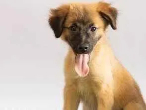 Cachorro ra a SRD-ViraLata idade 2 a 6 meses nome Sara Flor 