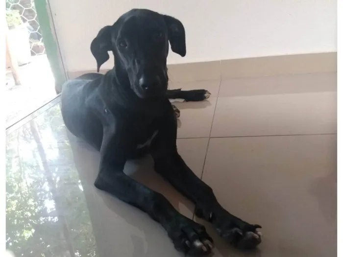 Cachorro ra a Srd idade 1 ano nome Negão/ (São Sebastião DF)