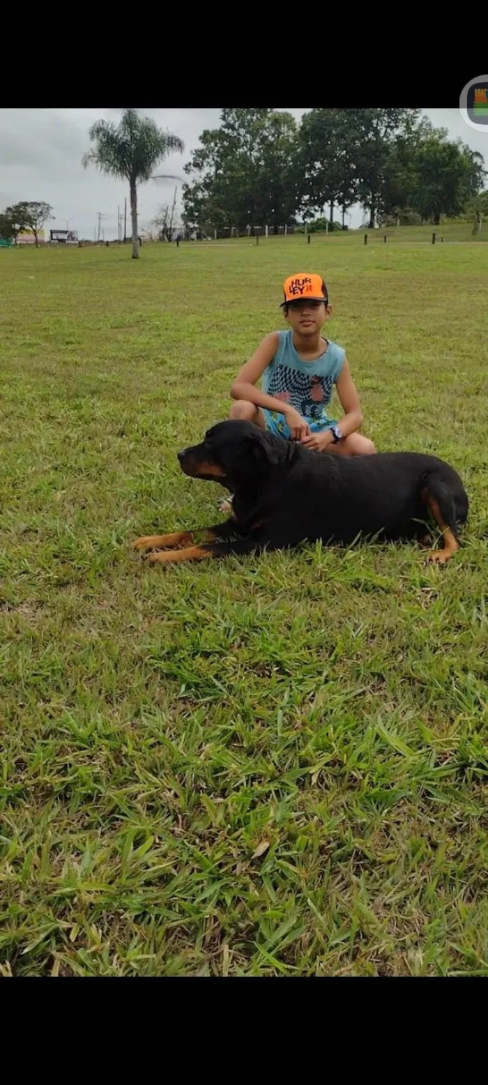 Cachorro ra a Rottweiler idade 5 anos nome Estela