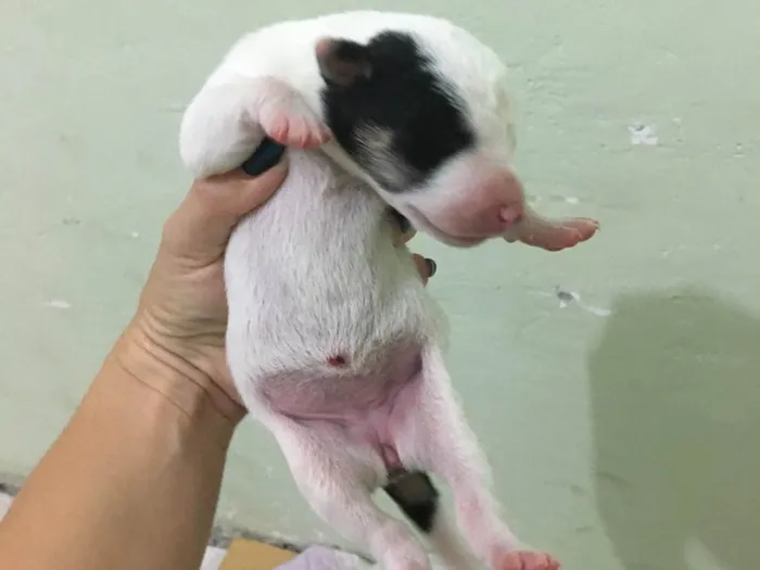 Cachorro ra a SRD-ViraLata idade Abaixo de 2 meses nome Dalila 