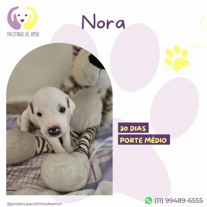 Cachorro ra a SRD-ViraLata idade Abaixo de 2 meses nome Nora 