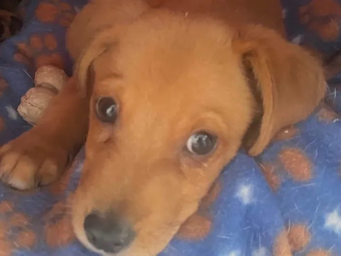 Cachorro ra a SRD-ViraLata idade 2 a 6 meses nome Léo
