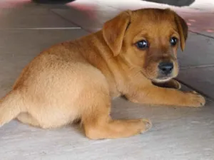 Cachorro raça SRD idade Abaixo de 2 meses nome Caramelo