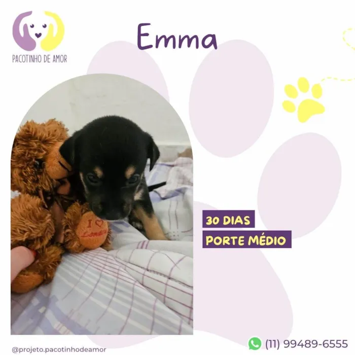 Cachorro ra a SRD-ViraLata idade Abaixo de 2 meses nome Emma
