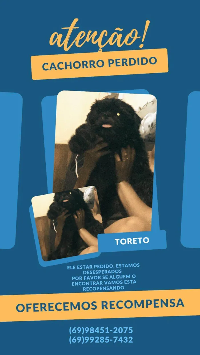 Cachorro ra a Shitzu idade 1 ano nome GRATIFICA - Toreto 