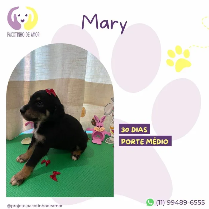 Cachorro ra a SRD-ViraLata idade Abaixo de 2 meses nome Mary