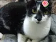 Linguiça linda gatinha 