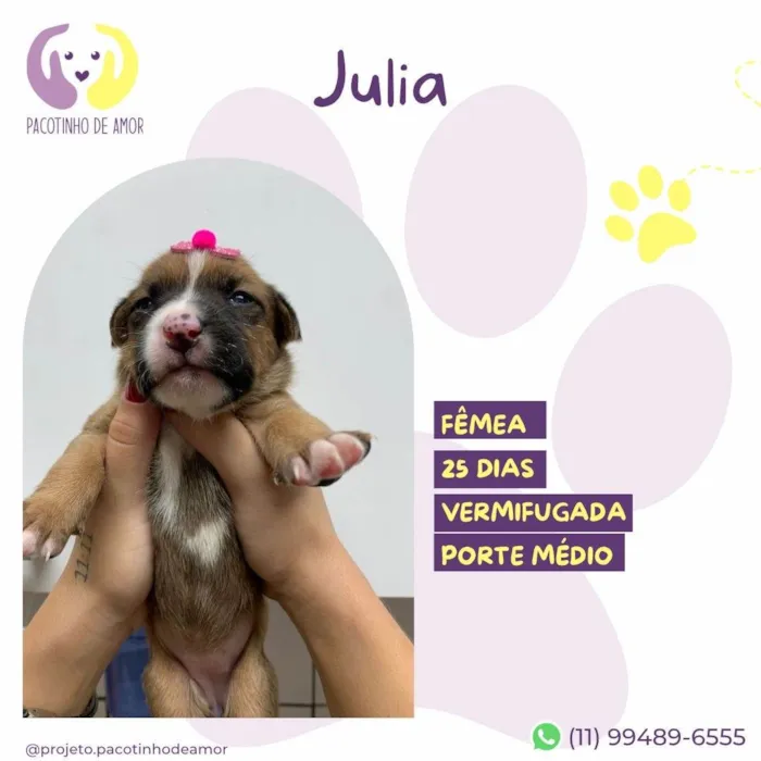 Cachorro ra a SRD-ViraLata idade Abaixo de 2 meses nome Julia 