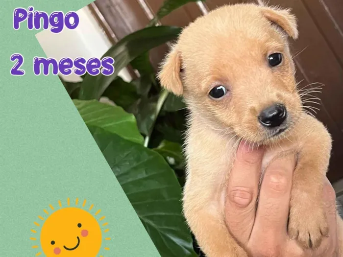 Cachorro ra a Srd  idade 2 a 6 meses nome Pingo