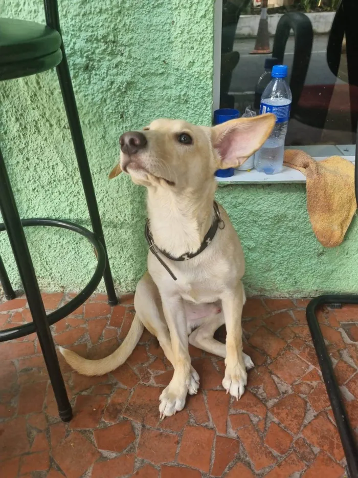 Cachorro ra a SRD-ViraLata idade 7 a 11 meses nome Orelha