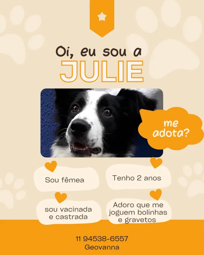 Cachorro ra a Border Colie idade 2 anos nome Julie 