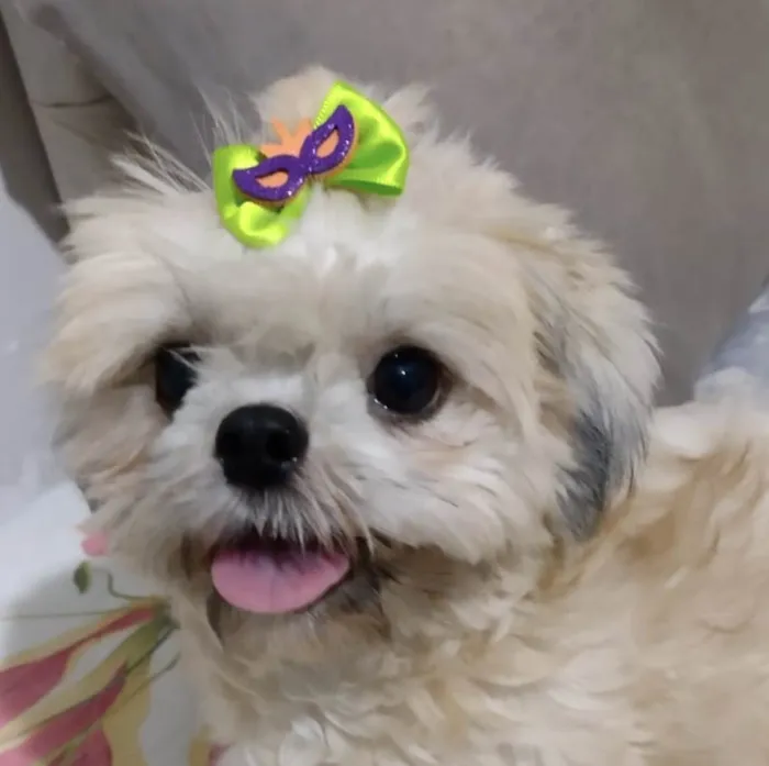 Cachorro ra a Shitzu  idade 1 ano nome Luna 