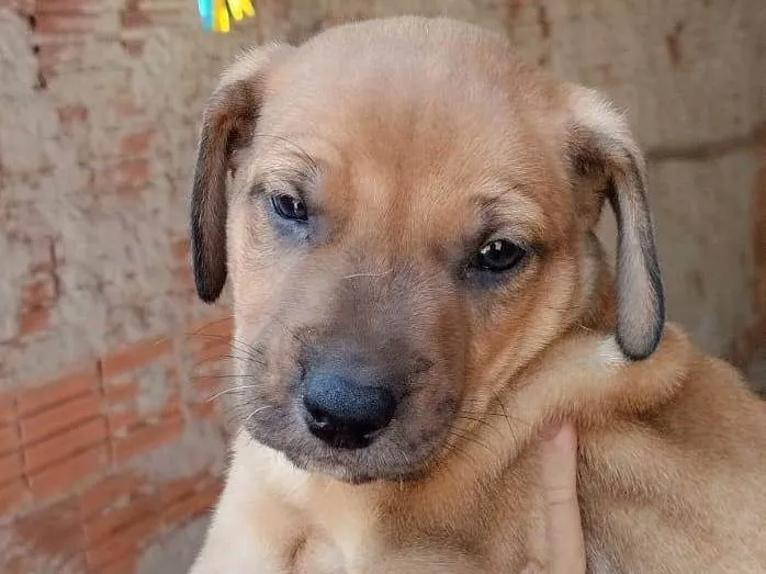 Cachorro ra a Beagle idade Abaixo de 2 meses nome Sem nome