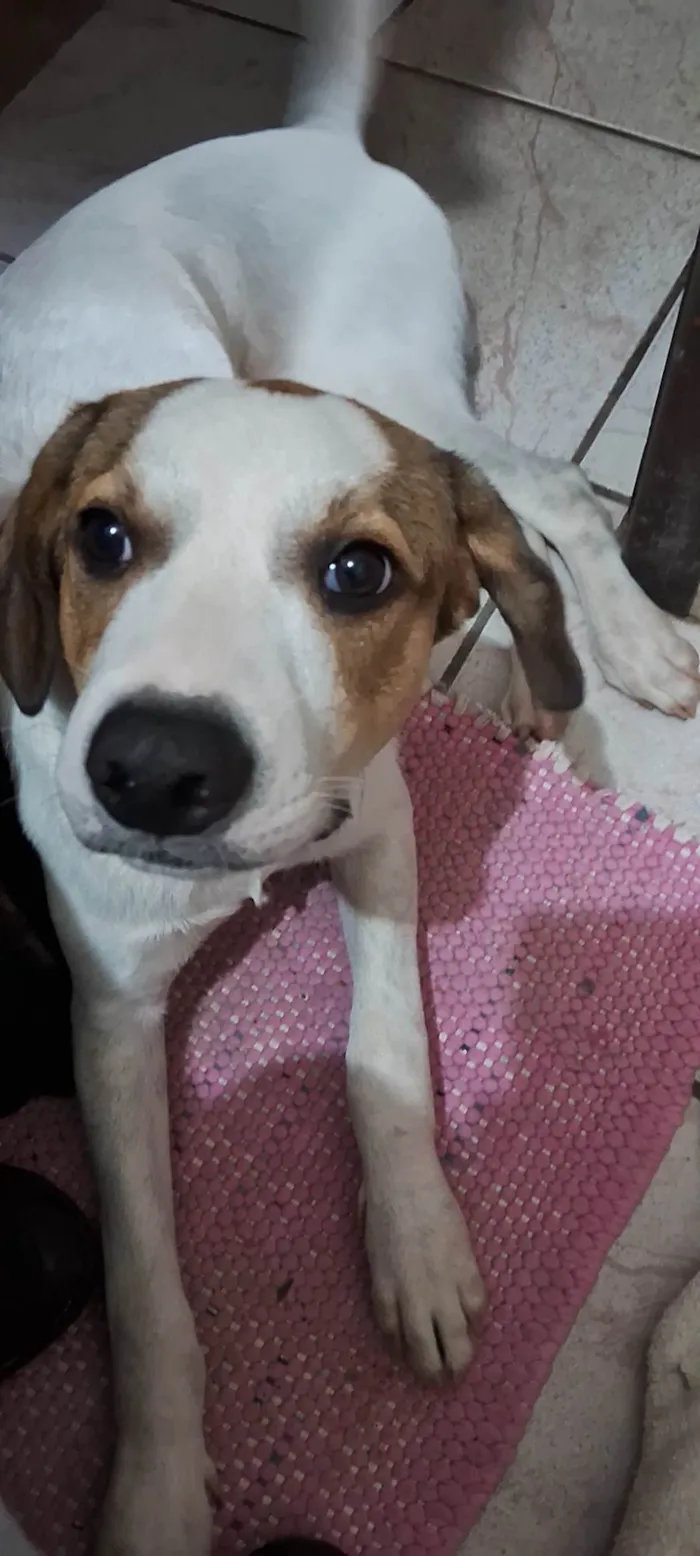 Cachorro ra a SRD-ViraLata idade 7 a 11 meses nome Carlinhos