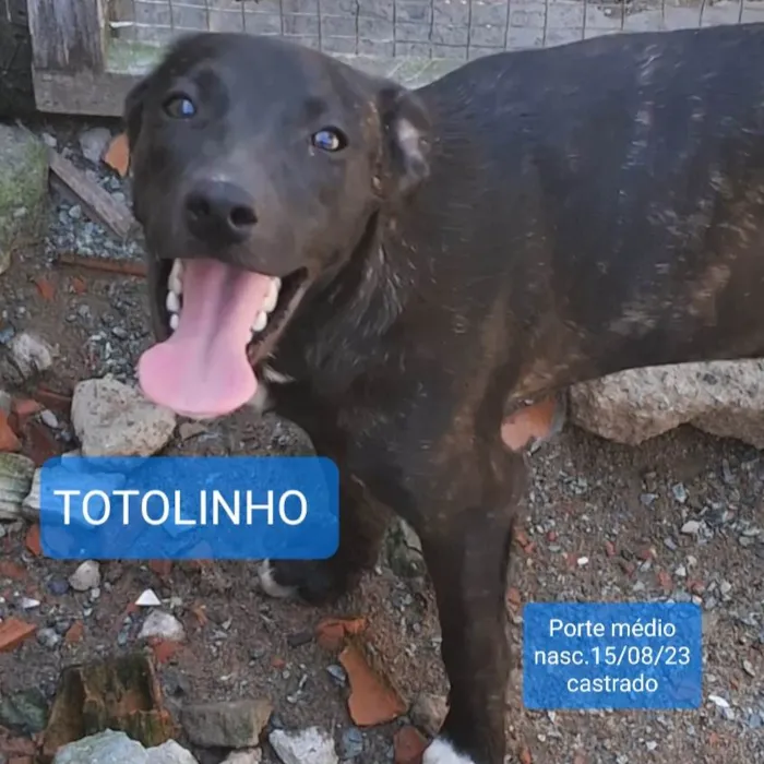 Cachorro ra a SRD-ViraLata idade 7 a 11 meses nome Totolinho