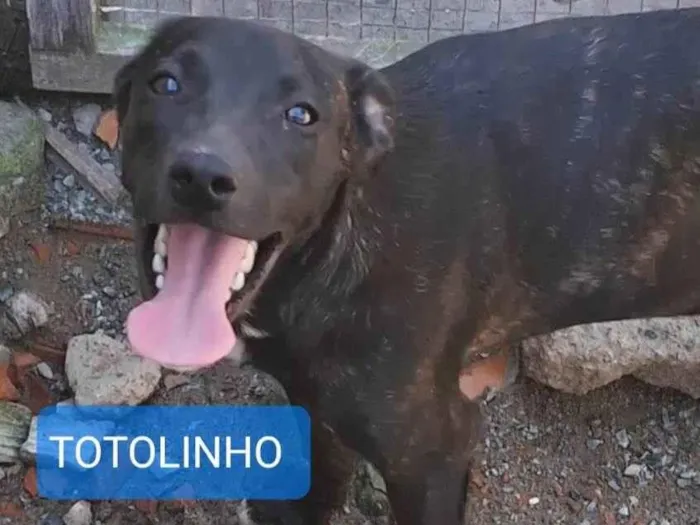 Cachorro ra a SRD-ViraLata idade 7 a 11 meses nome Totolinho